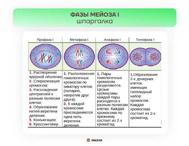 Профаза митоза сколько хромосом. Мейоз фазы и процессы таблица. Мейоз фазы таблица набор хромосом. Мейоз фазы и процессы. Мейоз таблица по фазам с рисунками с набором хромосом и образование.