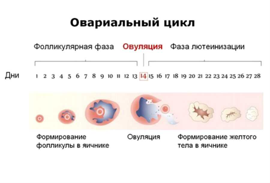 Беременность в «старом» возрасте: риск беременности по возрасту