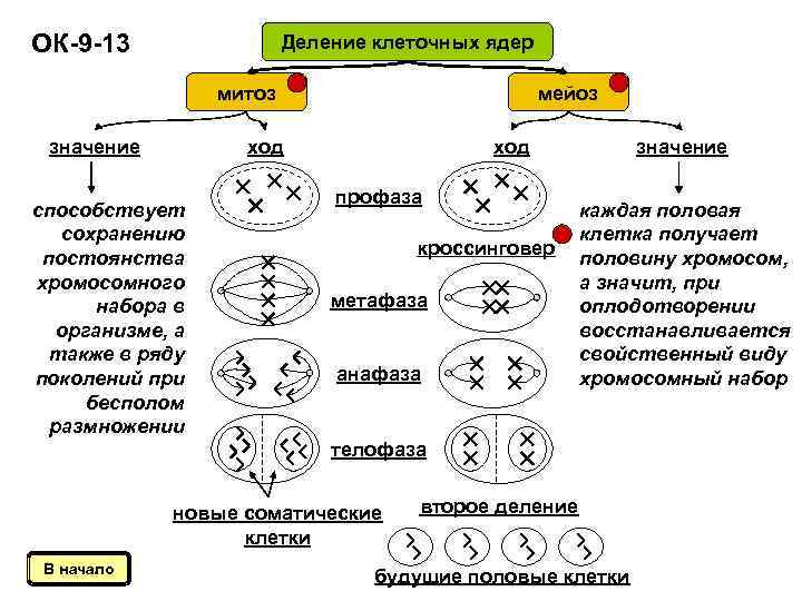 Мейоз тест 10 класс биология. Клеточный жизненный цикл деление клетки. Цикл деления клетки схема. Биология 9 класс клеточный цикл митоз. Схема клеточного цикла митоза.