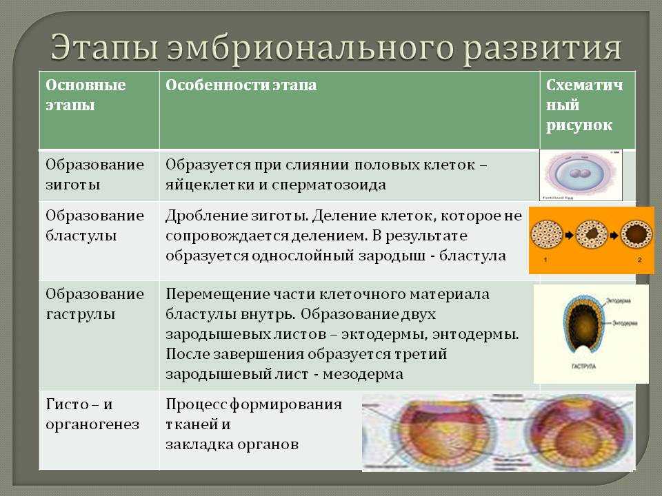 Восстановите подписи к немой схеме этапы эмбрионального развития