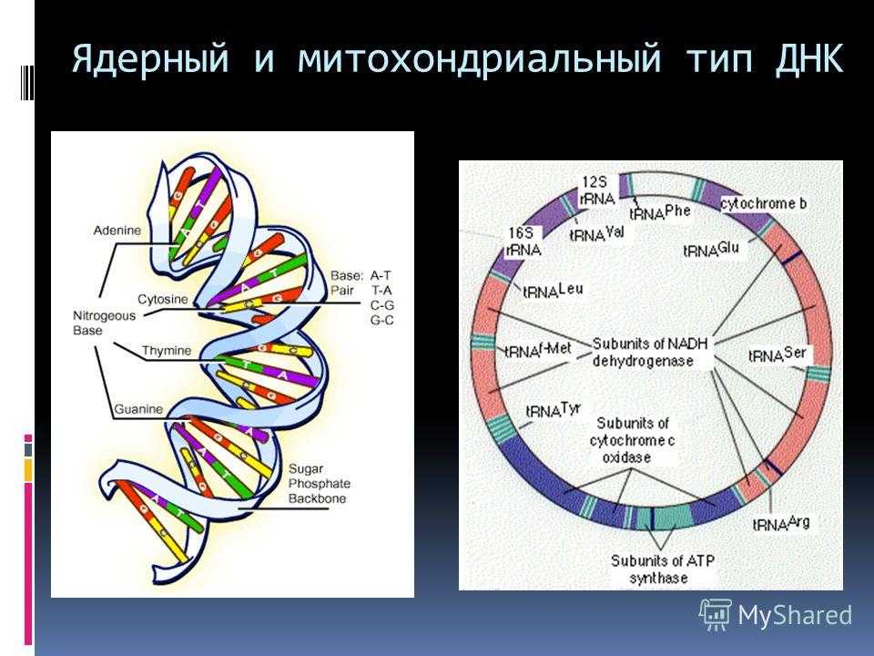 Геном человека таблица. Митохондриальная ДНК строение и функции. Структура ядерной и митохондриальной ДНК. Гены митохондриальной ДНК. Строение митохондриальной ДНК.