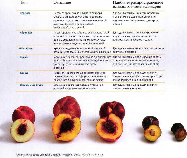 Абрикосы и курага при беременности: состав и польза продуктов, противопоказания, рецепты с фруктом, как правильно выбирать продукт