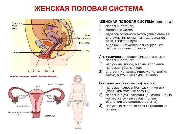 Строение женской репродуктивной системы в картинках с описанием и схемами