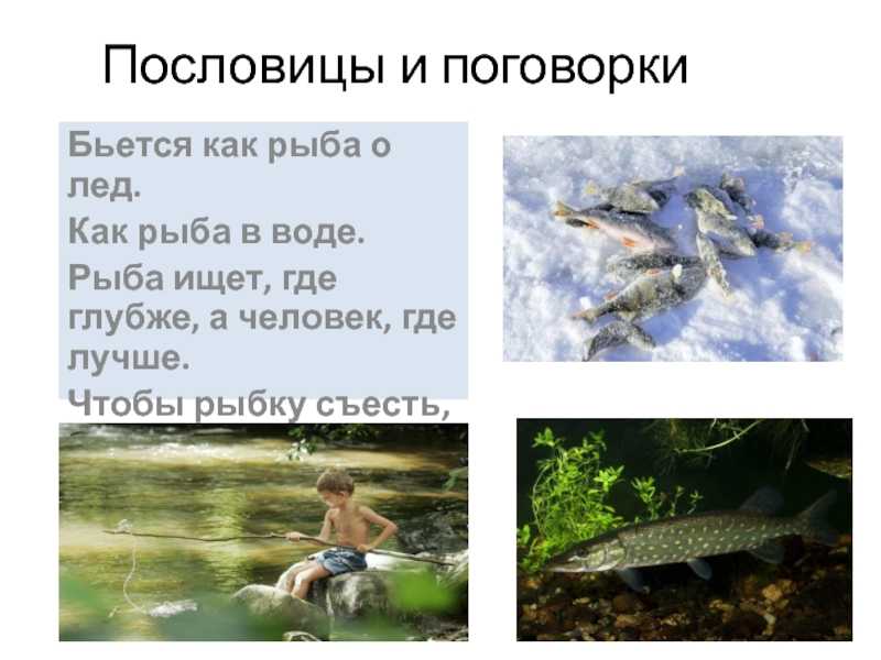 Пословицы про рыбаков прикольные. афоризмы о рыбалке. рыболовный афоризм
