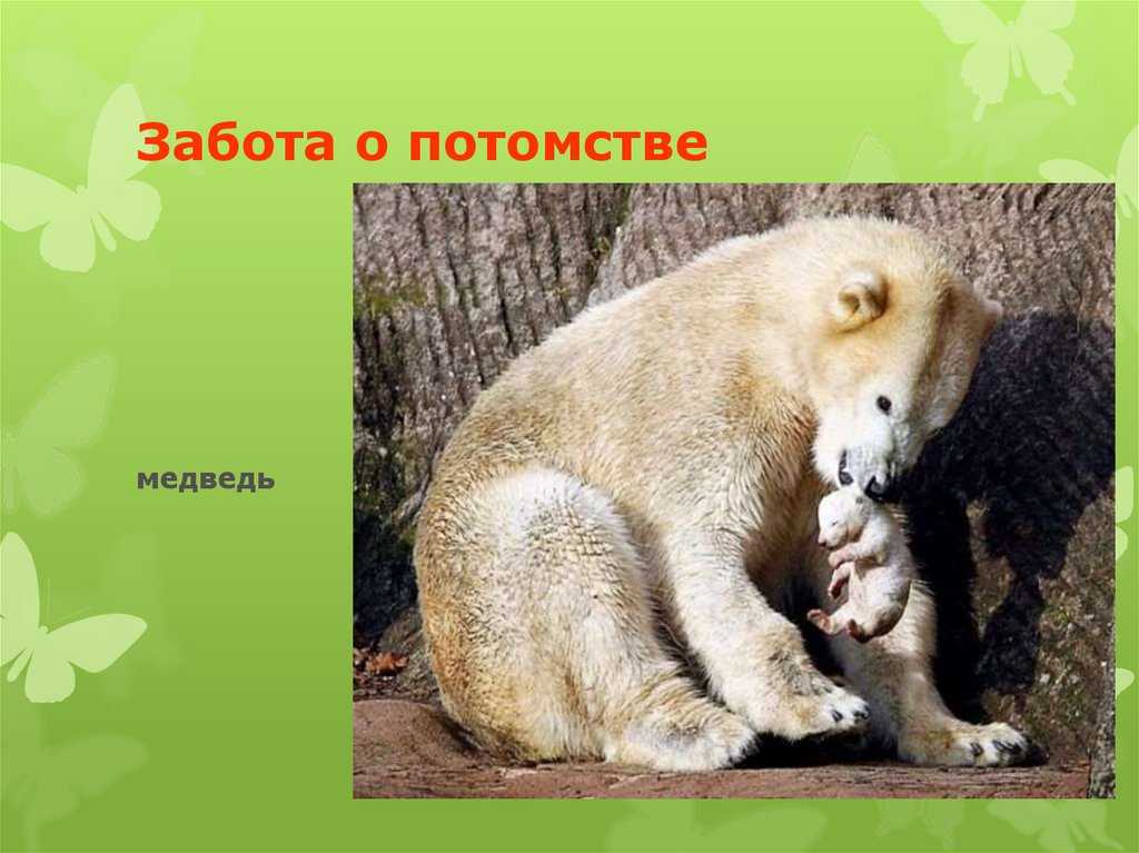 Как растет детеныш животного: звериная забота в действии :: syl.ru