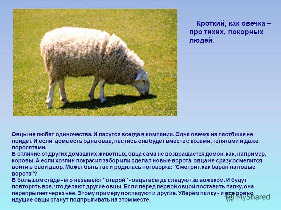 Бараны 1 класс. Интересные факты про овец. Доклад о Баране. Рассказ о овце. Факты о овцах.