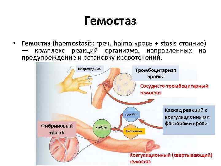 Анализ на свертываемость крови (коагулограмма)