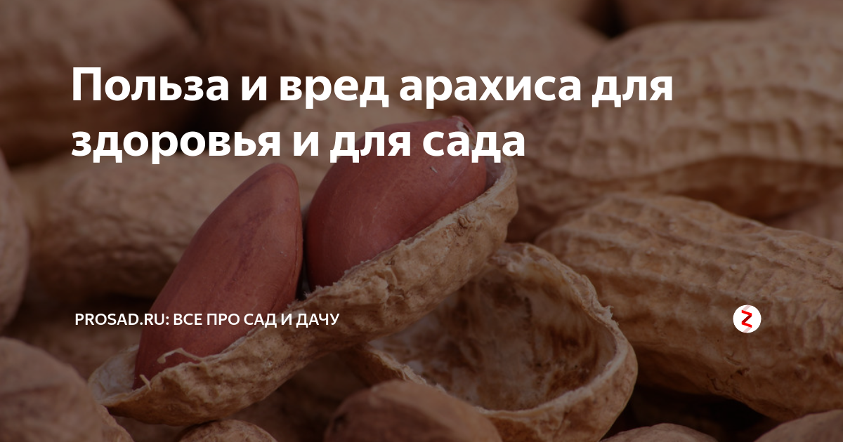 Арахис при беременности: можно ли есть жареный, сырой и соленый, пасту, как влияет на организм матери и ребенка во время 1, 2 и 3 триместра, какие противопоказания?
