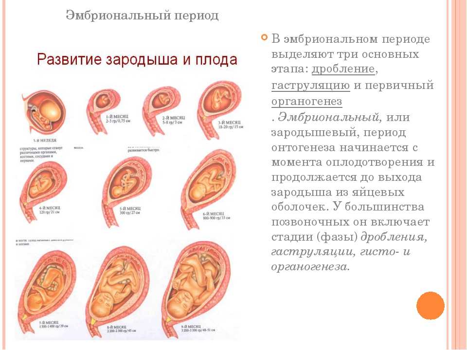 Эмбриональное развитие человека: какие стадии формирования проходит ребенок в животе матери?