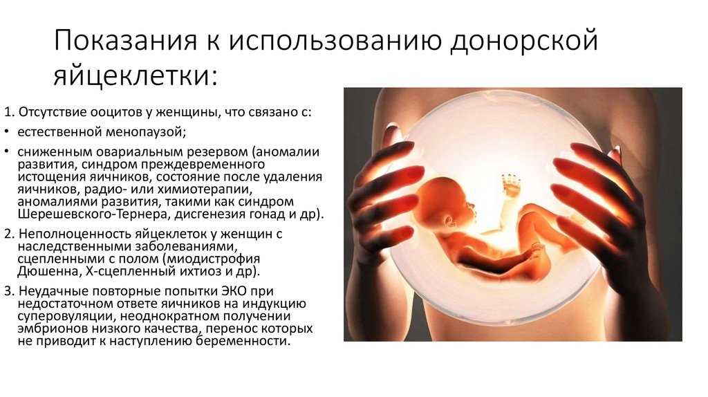 Беременность с донорской яйцеклеткой. показания и подсадка яйцеклетки донора