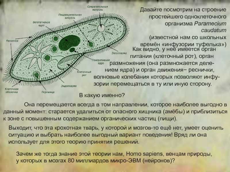 Какую функцию в теле инфузории туфельки выполняют органоиды обозначенные на рисунке вопросительным