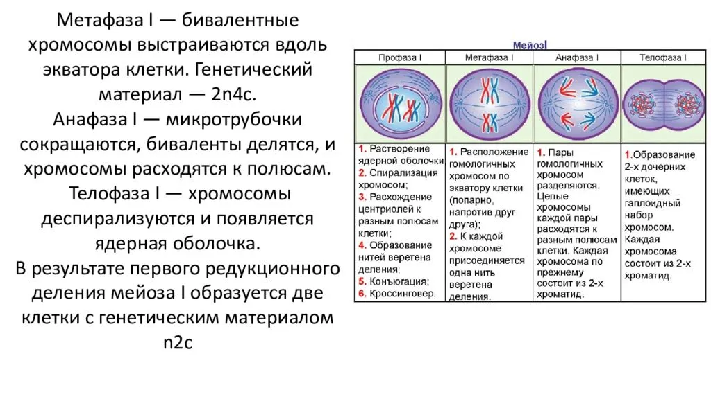 Фазы митоза и мейоза таблица. Стадии мейоза и набор хромосом