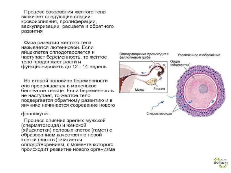 Яйцеклетка после овуляции. Стадии развития оплодотворения яйцеклетки. Процесс созревания яйцеклетки и оплодотворение. Процесс развития оплодотворенной яйцеклетки. Фазы созревания яйцеклетки анатомия.