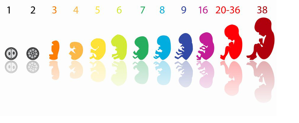 Развитие эмбриона человека по неделям беременности – как растет плод в животе, ребенок