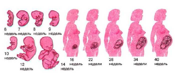 Беременность по месяцам, календарь по месяцам | nutrilak