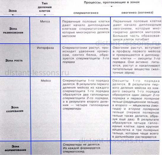 20. образование половых клеток. мейоз