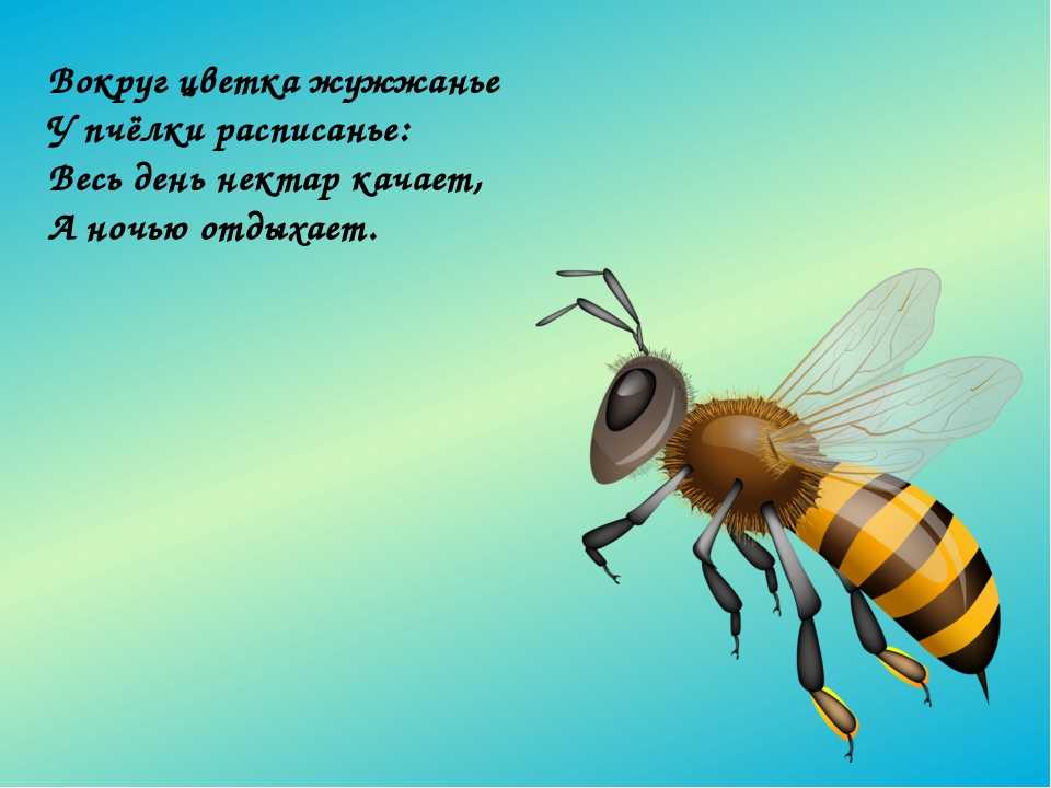 Загадки про деревьях для детей с ответами