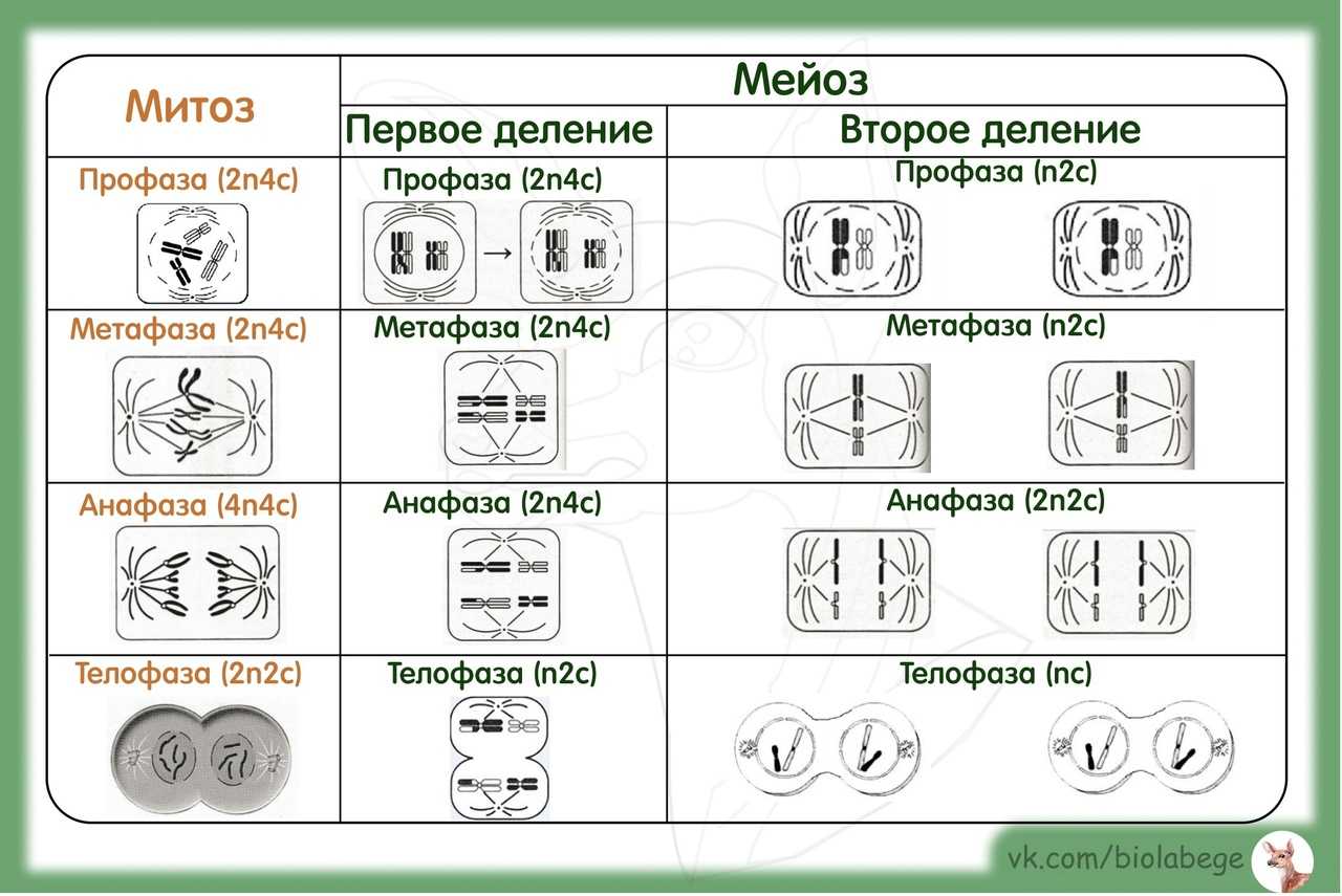 Мейоз схема егэ
