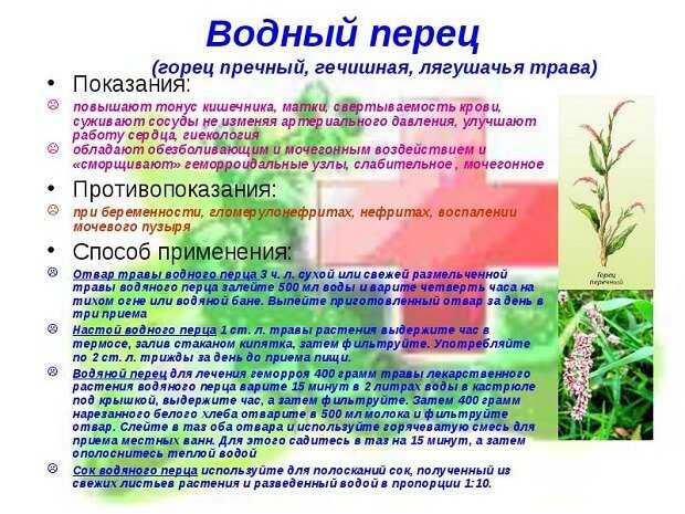 Полезные свойства растения водяной перец, использование экстракта водяного перца после родов
