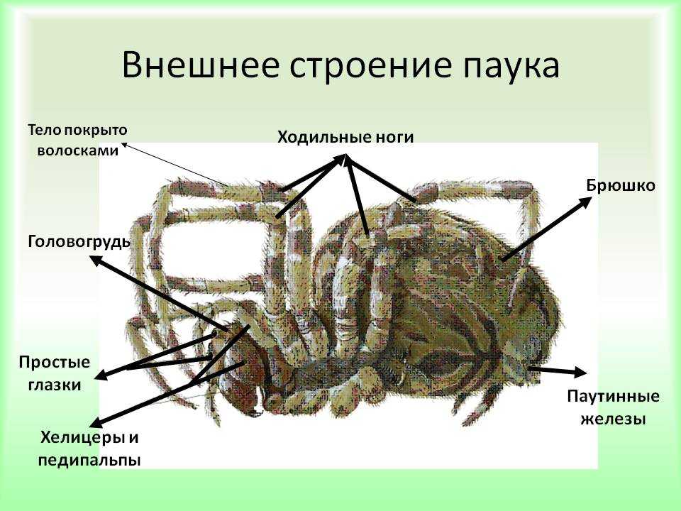 Какой орган паука обозначен на рисунке цифрой 6