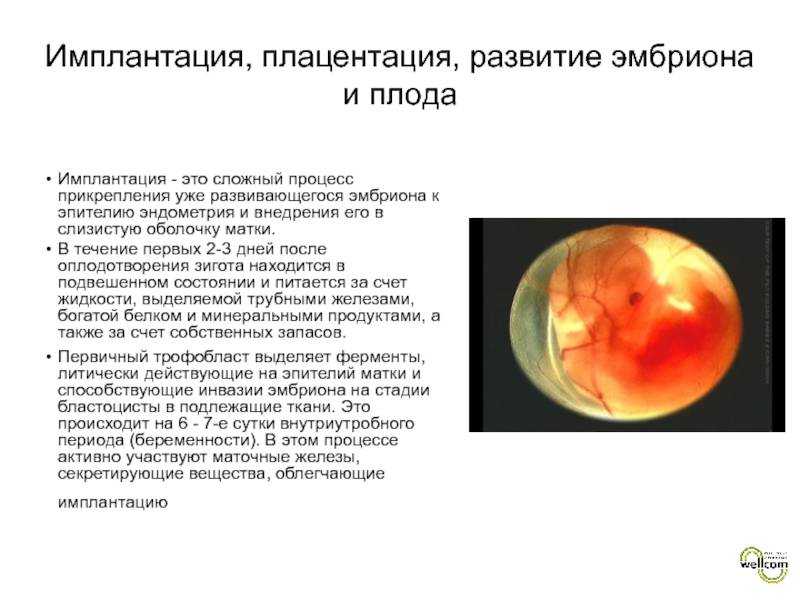 Делать ли узи на 5 неделе беременности