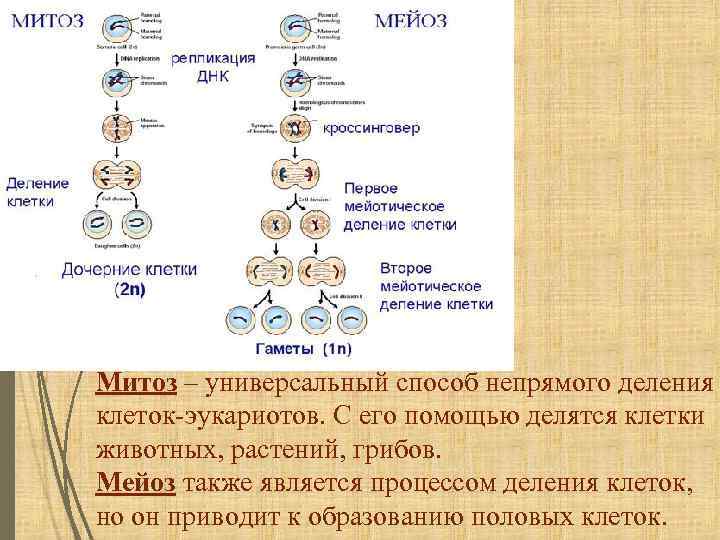 Характеристика процессов мейоза. Образование клеток митоз мейоз. Типы деления клеток схема. Процессы митоза и мейоза. Деление клетки набор хромосом.