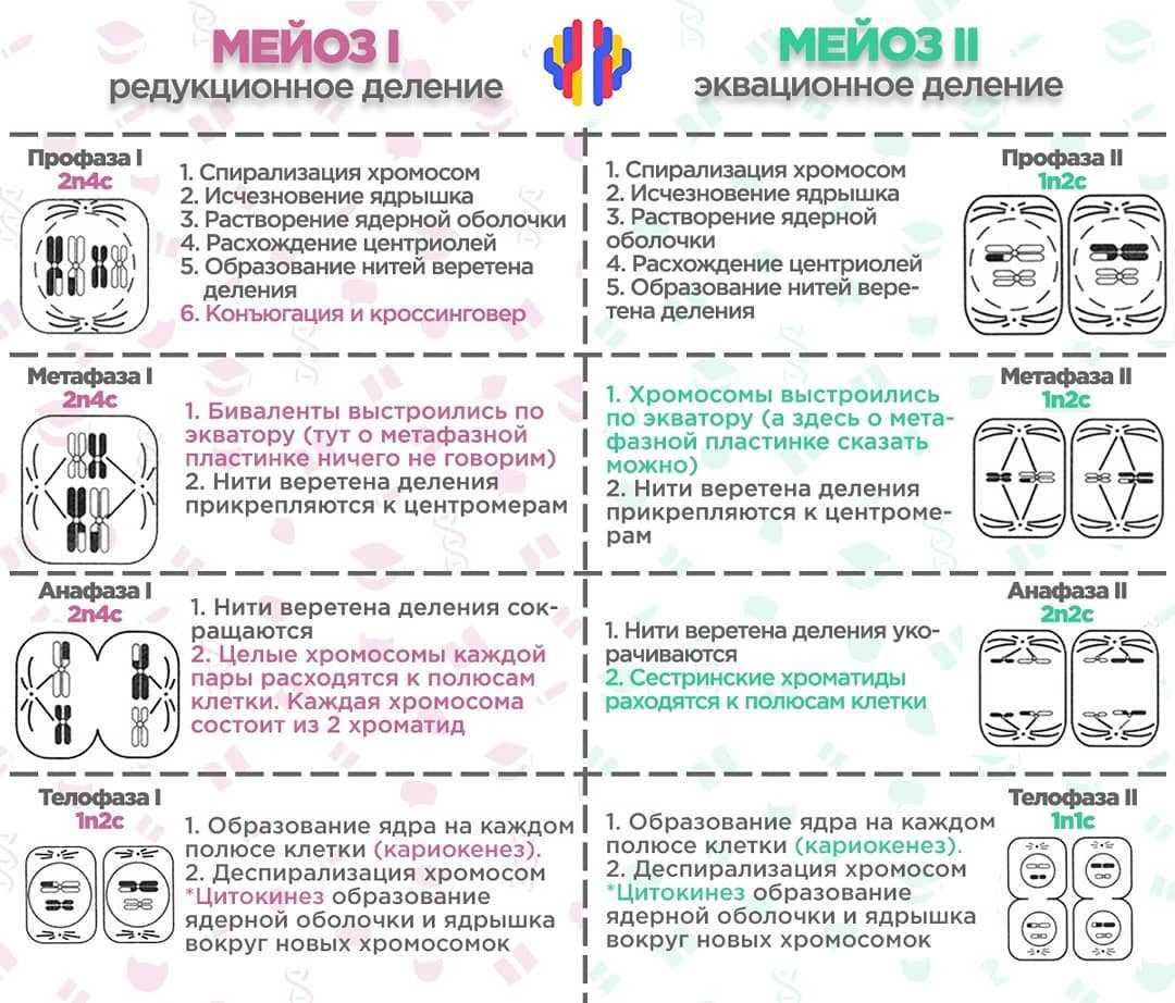 Мейоз картинки по фазам