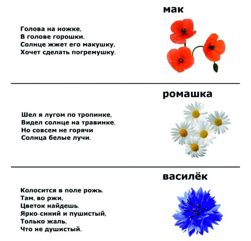 Загадки про цветы презентация для детей