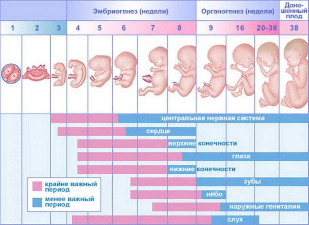 Эмбрион в утробе матери проходит развитие в два этапа: эмбриональный и фетальный За это время из двух половых клеток – мужской и женской, в процессе непрерывного деления сформируется маленький человечек