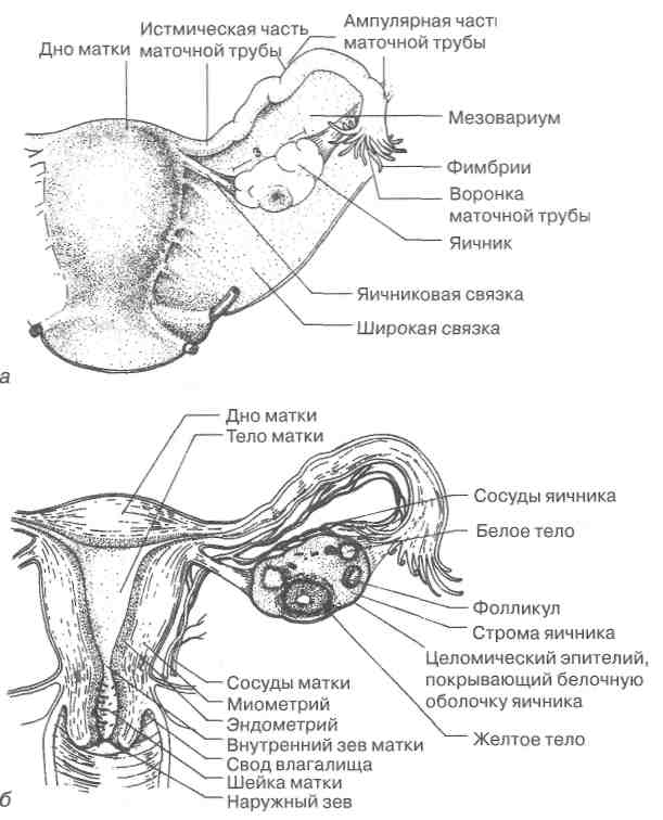 Женская половая система строение и функции. Женская половая система схема анатомия. Схема женской репродуктивной системы. Строение матки и яичников схема. Матка. Маточные трубы. Яичники: анатомия и строение.