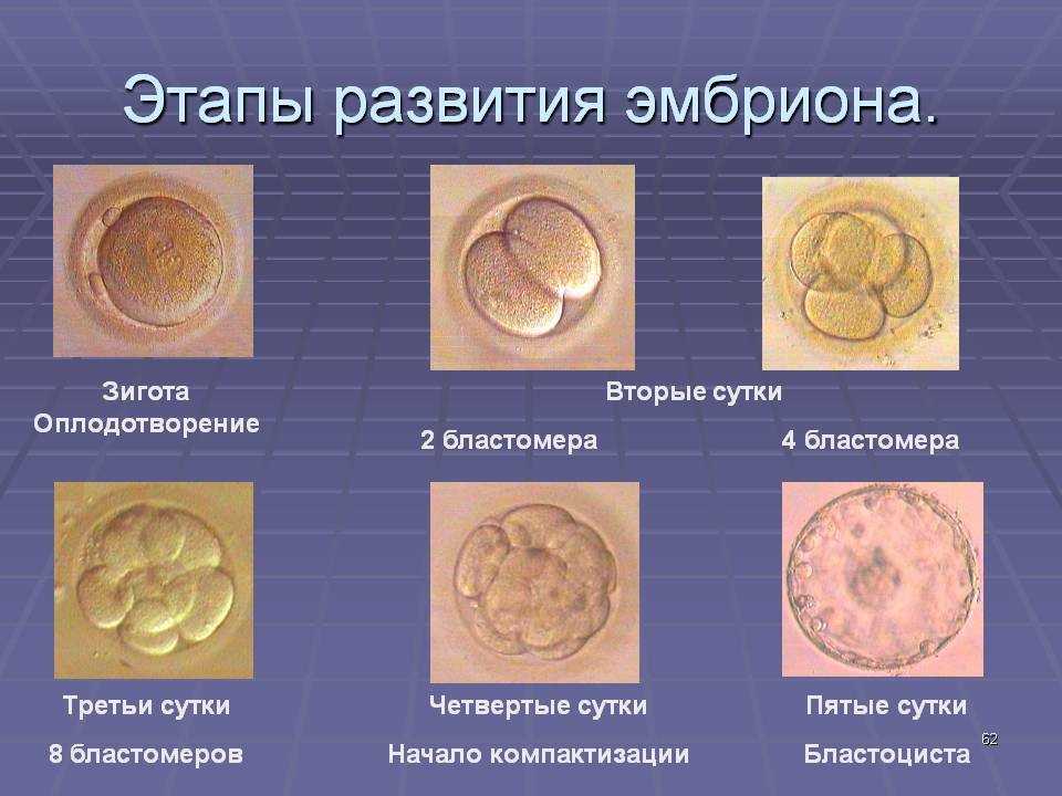 Внутриутробное развитие рисунок