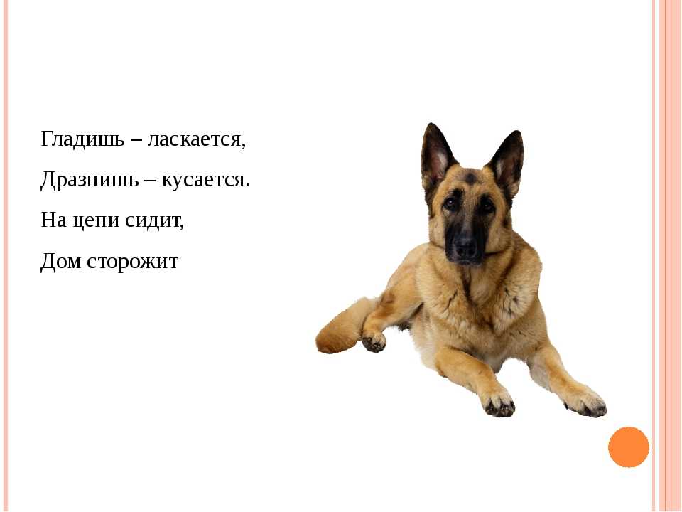 Загадки про собаку
