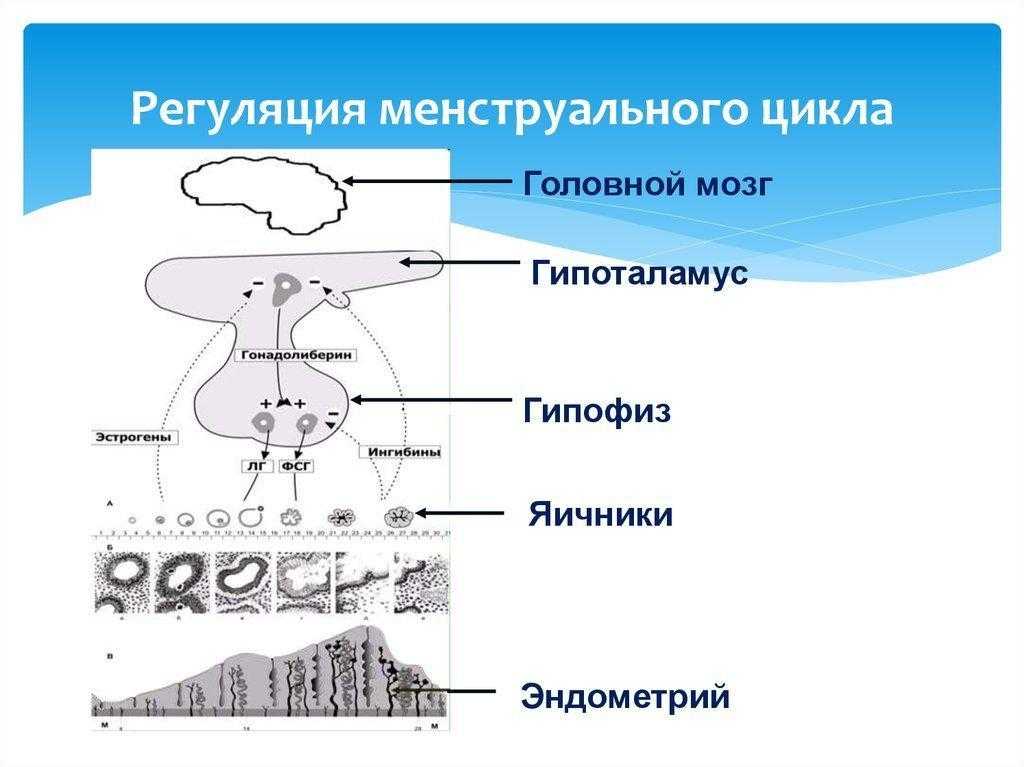 Регуляция менструационного цикла схема