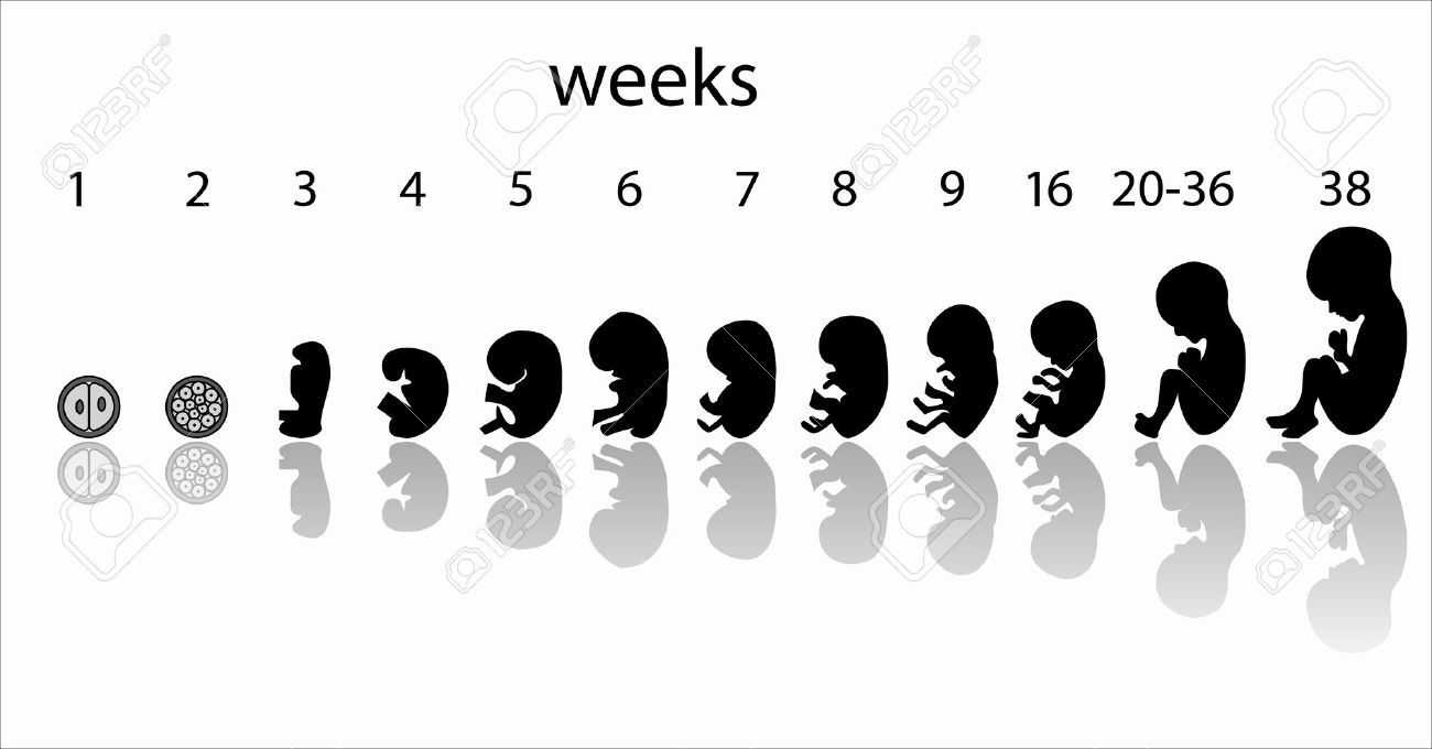 Эмбрион по неделям беременности картинки