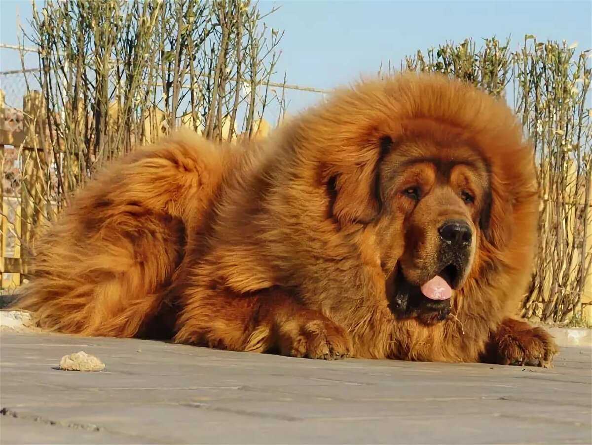 Самая крупная порода собак фото