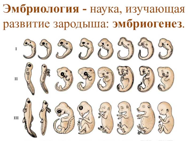 Плодное яйцо: размеры по неделям беременности, причины отклонений