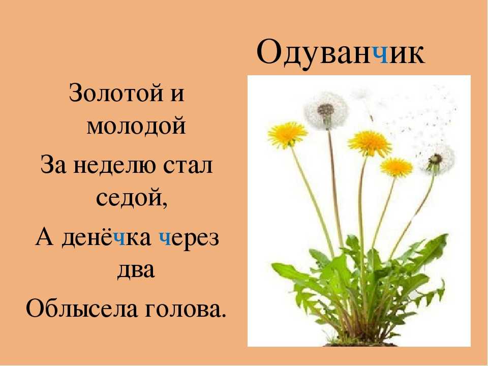 Загадки для детей 5-6-7 лет с ответами
