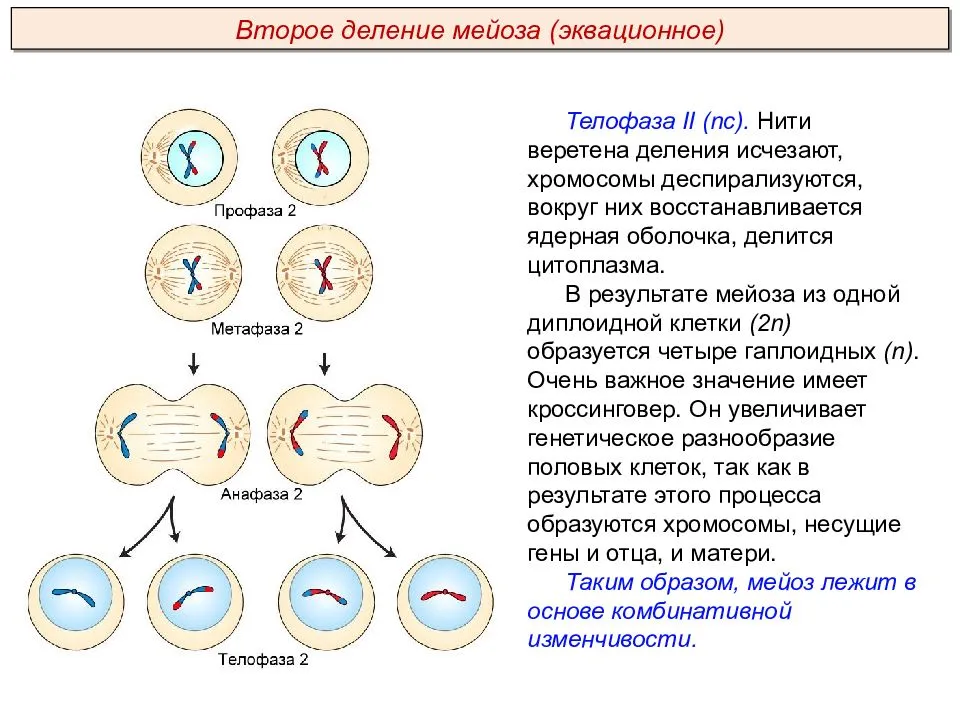 Мейотическое деление клеток Чем обусловлено возникновение многоклеточности, как происходит передача генов через поколения, читатйте в статье