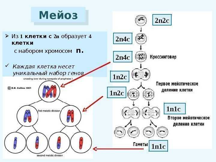 Презентация по биологии мейоз