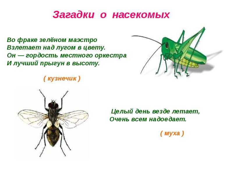 Мухи комары целый день жужжат. Загадки про насекомых для детей 6-7. Загадки про насекомых для детей. Загадки про насекомых для дошкольников. Загадки для детей про насекомых с ответами.