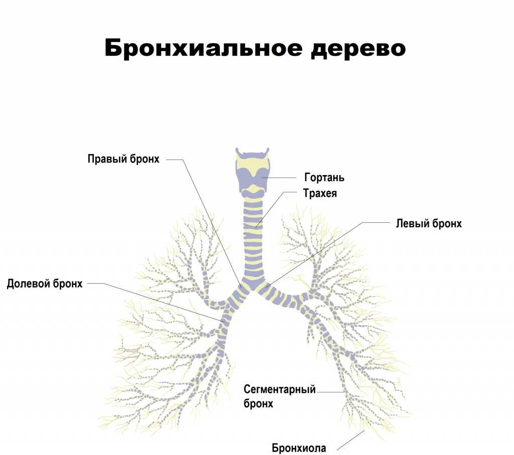 Острый трахеит карта вызова