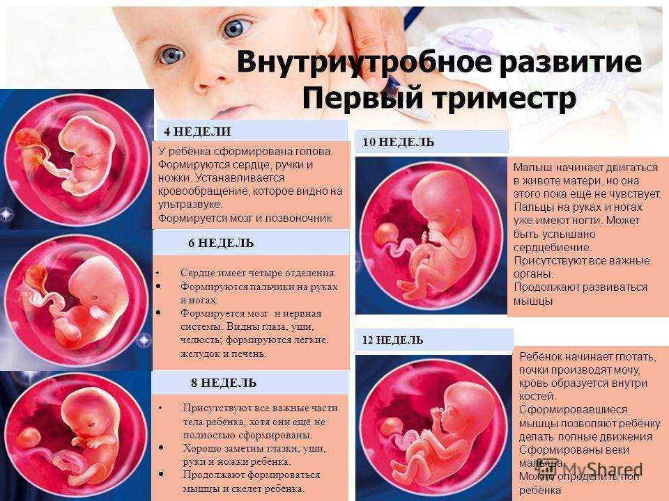Эмбриология – наука о развитии зародыша. эмбриолог – врач, лечащий бесплодие |  клиника «центр эко» в петрозаводске