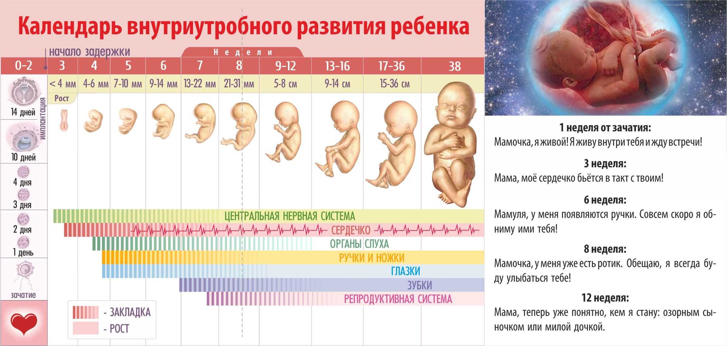 Развитие эмбриона по дням, неделям - взгляд на всю беременность - клиника «к+31»