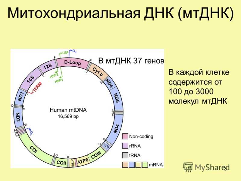 Кольцевая хромосома в митохондриях. Строение митохондриальной ДНК. Структура митохондриальной ДНК (по р. и. Сукерник, 2002).. Митохондриальная ДНК схема. Структура митохондриальной ДНК.