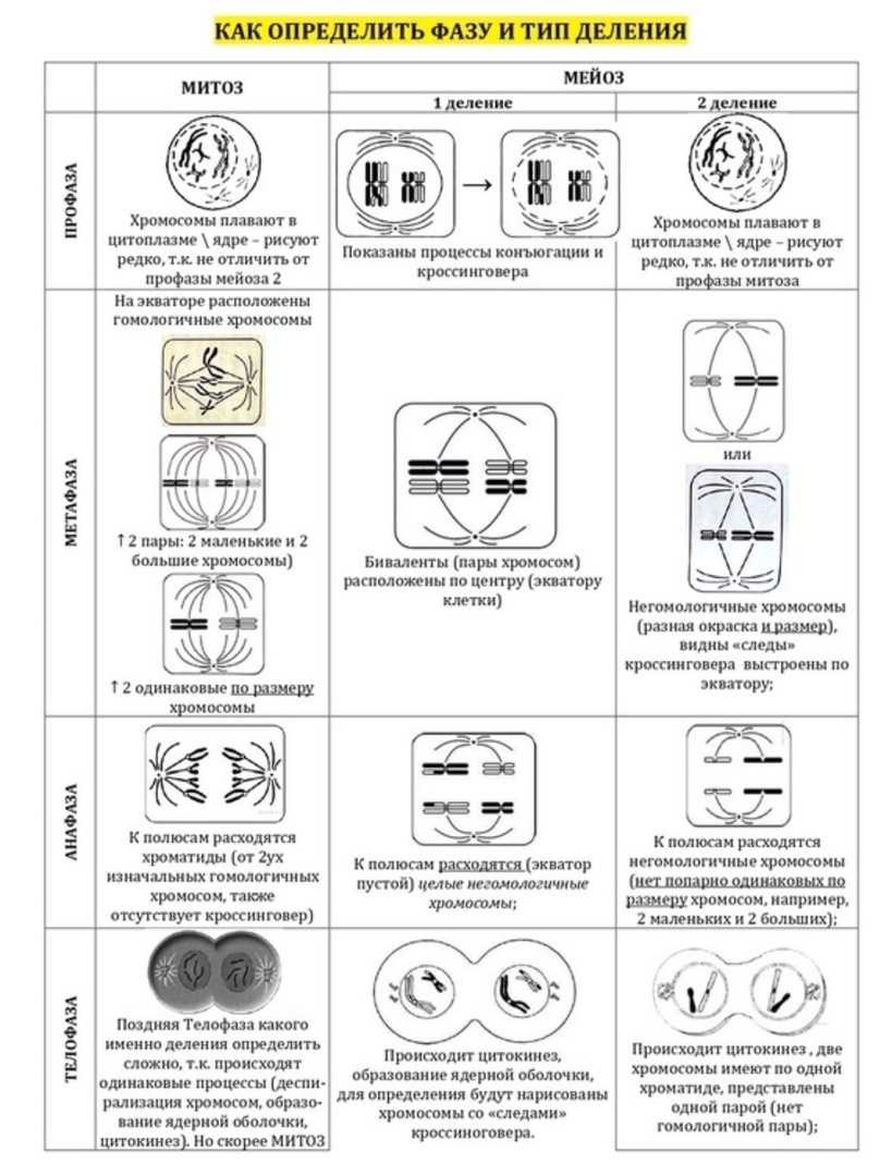Мейоз в картинках егэ