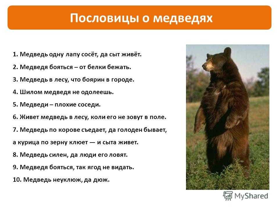 Загадки про медведя для детей: 44 лучших