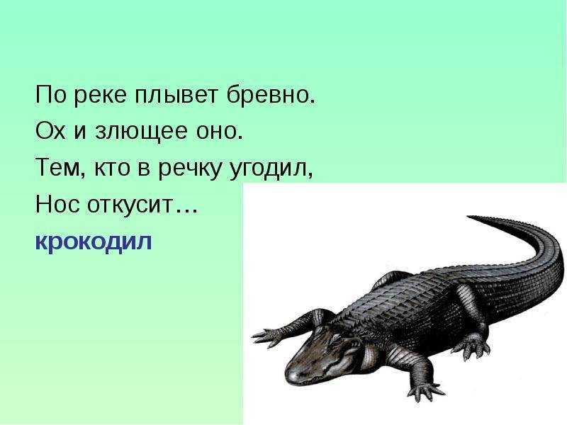 По реке плывет бревно. Загадка про крокодила. Загадка про крокодила для детей. Загадки про крокодилов. Детские загадки про крокодила.