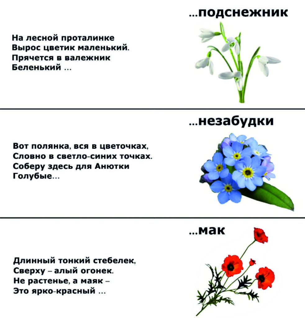 Стихи про ромашку - короткие четверостишия про полевой цветок детям