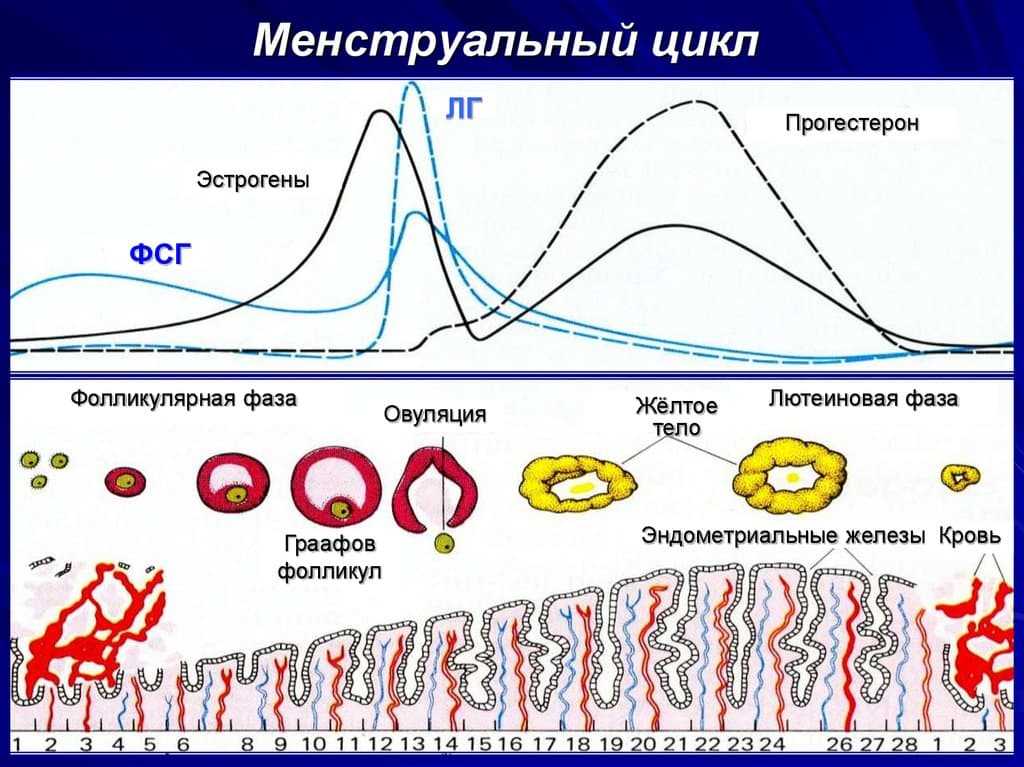 Процесс месячных в организме в картинках