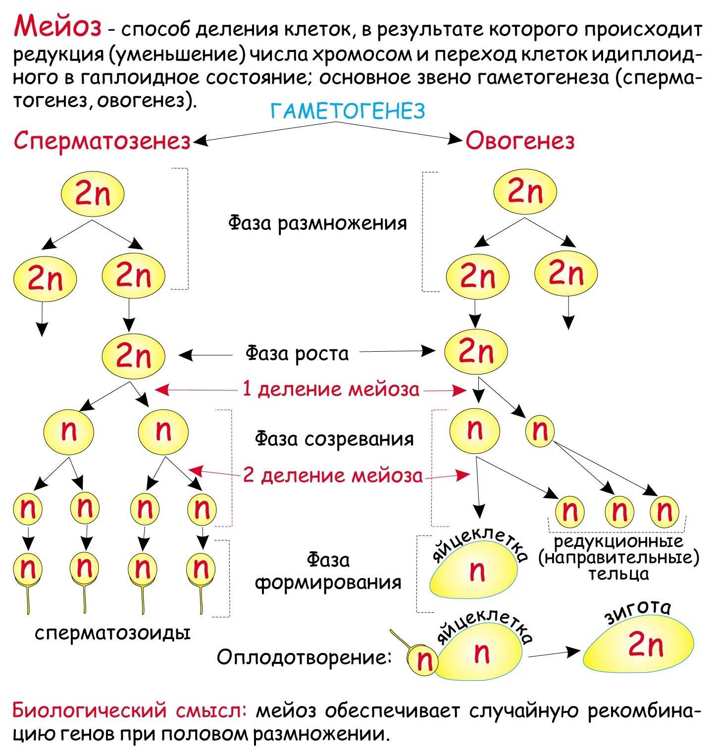 Схема распределения аллельных генов в процессах мейоза и оплодотворения